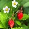 Mignonette Strawberry -Orchard Sprout shutterstock 79496968