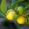Lemon Guava -Orchard Sprout shutterstock image 81 1