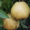 White Doyenne European Pear -Orchard Sprout shutterstock image 8 1