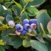 Bushel And Berry® Silver Dollar® Blueberry -Orchard Sprout sildol