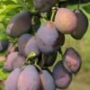Stanley European Plum