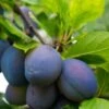 Combo European Plum Tree (5 Varieties) -Orchard Sprout stanley plum 2 4f06ff11 b592 49c3 b51f abdeb058e617