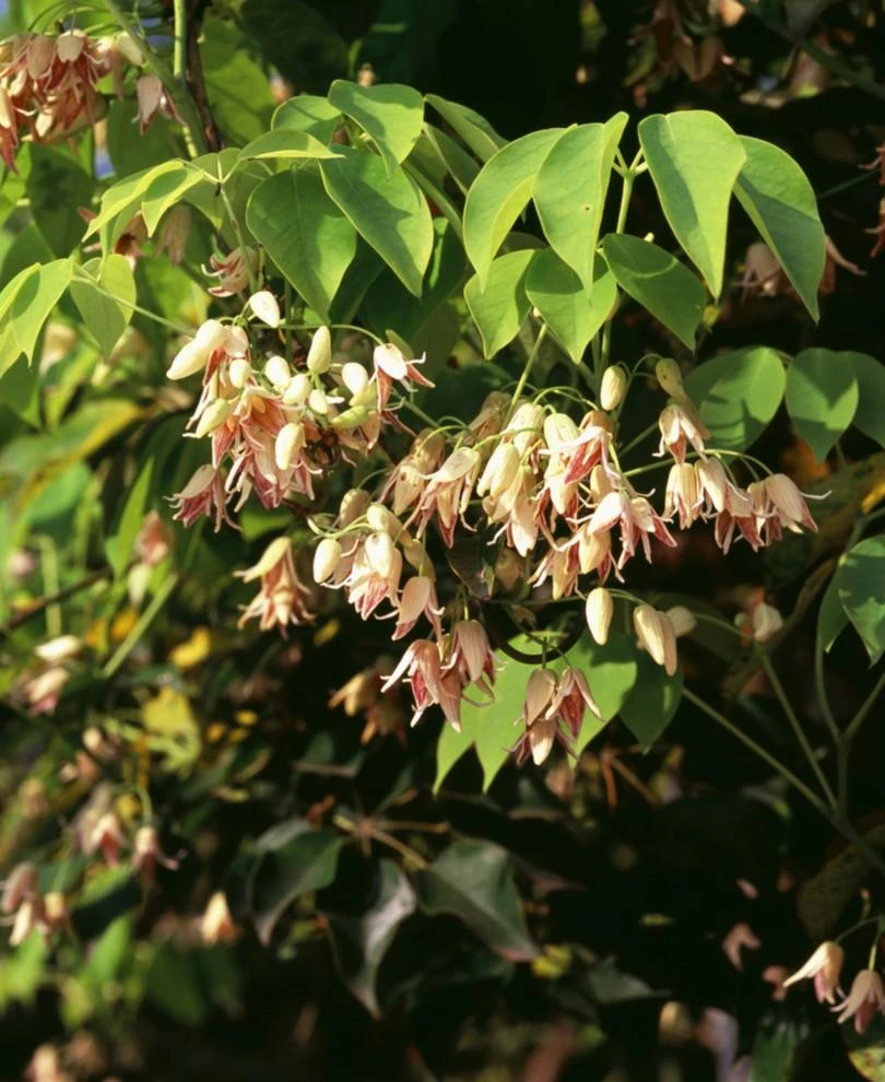 Stauntonia Vine 3 Stauntonia Vine