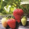Albion Strawberry -Orchard Sprout strawberries e401 albion 1