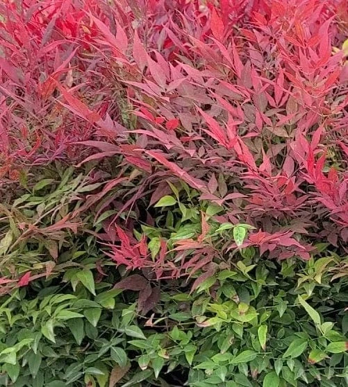 Alpha Tuscan Flame Heavenly Bamboo 3 Alpha Tuscan Flame Heavenly Bamboo