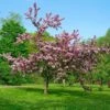 Thundercloud Flowering Plum -Orchard Sprout thundercloud flowering plum 1