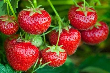 Tillamook Strawberry 3 Tillamook Strawberry