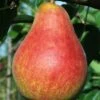 Combo European Pear Tree (4 Varieties) -Orchard Sprout ubileen pear