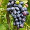 Venus Seedless Grape -Orchard Sprout venus grape 1