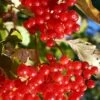 Ukraine Highbush Cranberry -Orchard Sprout viburnum opulus 1