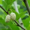 Beautiful Day Mulberry 1 Beautiful Day Mulberry -Orchard Sprout white mulberry 1