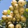 Yoinashi Asian Pear 2 Yoinashi Asian Pear -Orchard Sprout yoinashi pear