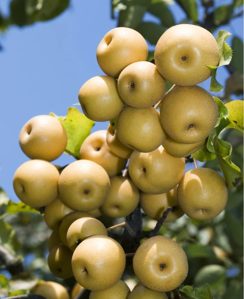 Yoinashi Asian Pear 3 Yoinashi Asian Pear