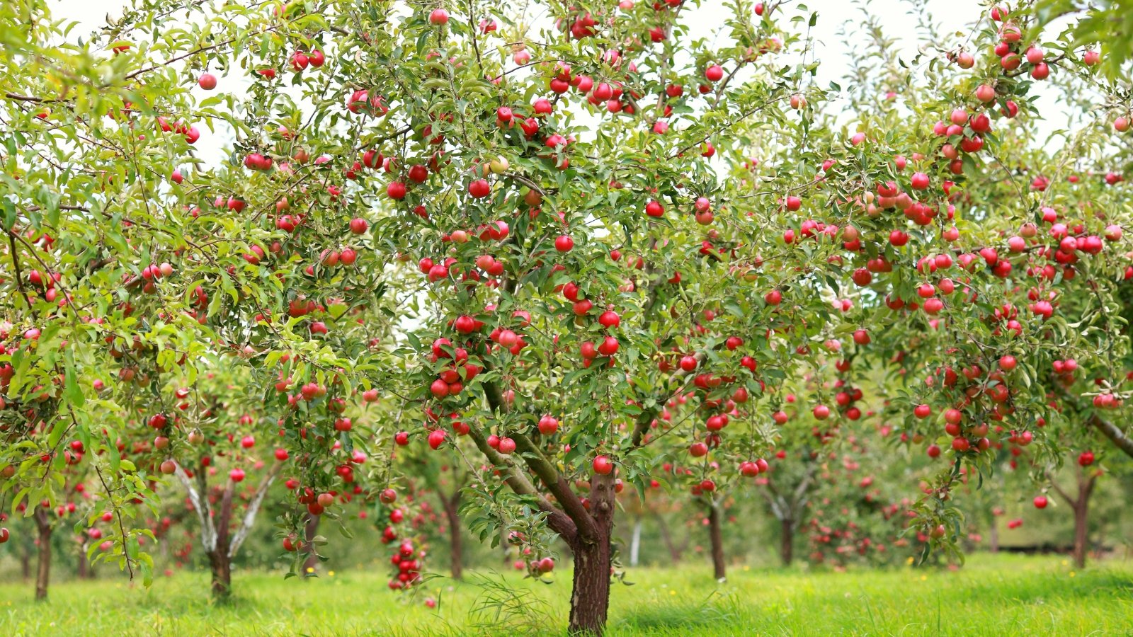 Front Page -Orchard Sprout Trees with red apples in an orchard