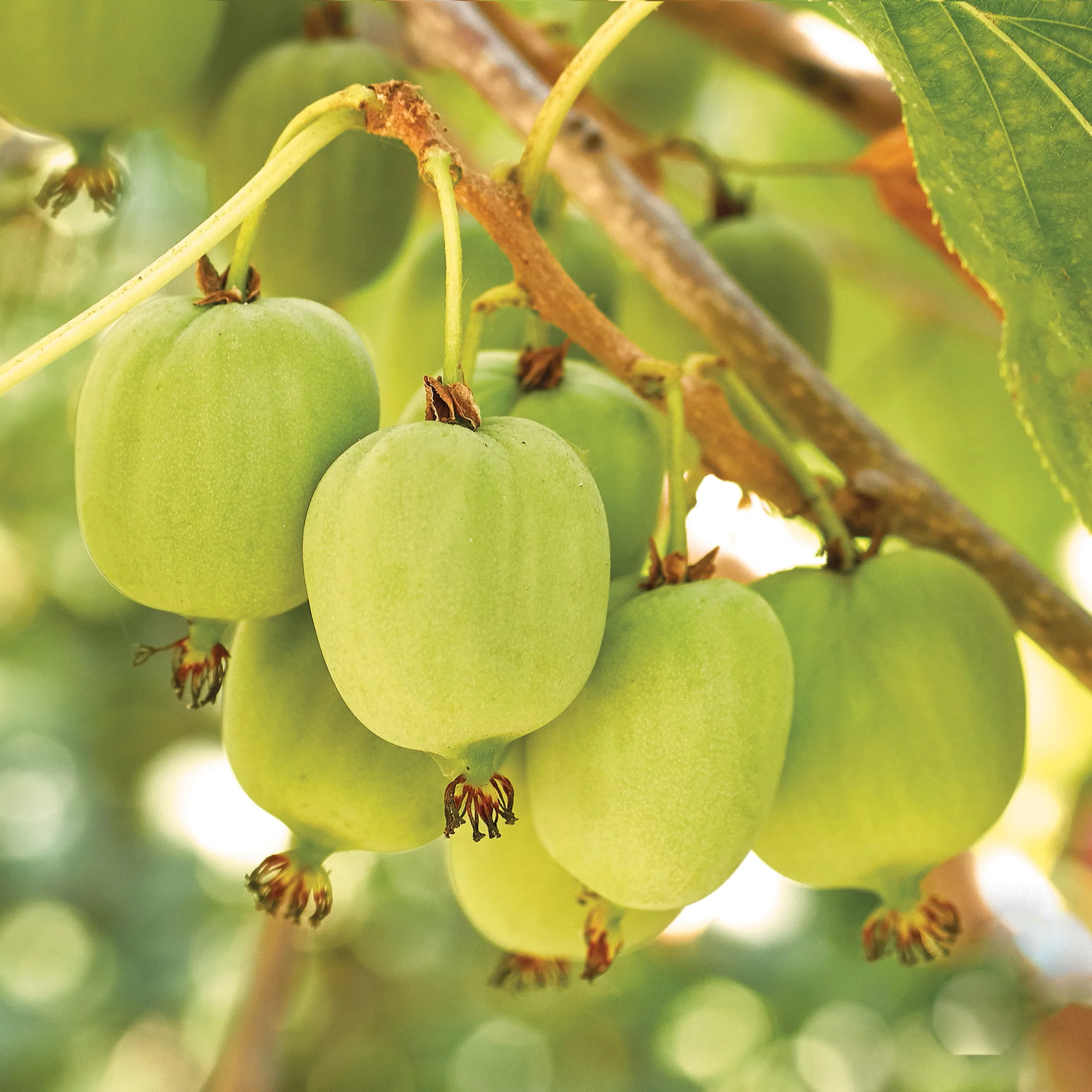 Front Page -Orchard Sprout hardykiwifruit